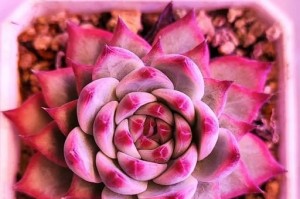 如何正确饲养吉娃娃——打造幸福的生活伴侣（了解吉娃娃的特性及所需饲养方式，让你的宠物更健康、快乐）
