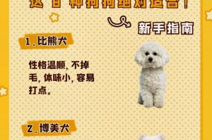 柯基犬喂养的6个关键技巧（打造壮健柯基犬，从饲养技巧开始）