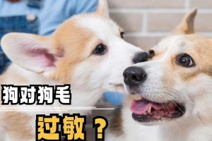 宠物狗毛粗的特点与养护方法（解析宠物狗毛粗的原因及针对性养护建议）