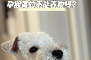 如何判断母犬是否怀孕（宠物母犬的孕期照顾，让你轻松应对）