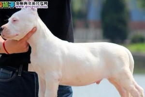 疫苗接种频率