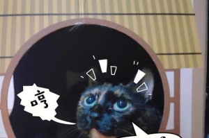 如何让猫多喝水？探讨饮水机和黑色碗的效果（研究发现，饮水机和黑色碗能够增加猫咪的饮水量）
