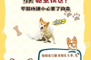 怎样照顾孕期的狗狗？（铲屎官的责任和关心）