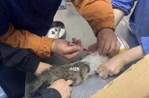 猫咪和宝宝的大腿肌肉注射位置详解（了解正确注射位置，保护您的宝贝健康；猫咪注射技巧不容忽视）