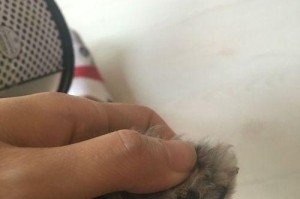 探索泰迪宝宝肉垫的色彩世界（揭秘泰迪宝宝肉垫的主色调和搭配技巧）