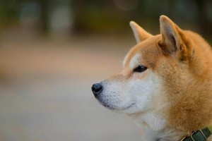 如何正确护理秋田犬的牙齿？（秋田犬口腔健康从小护理开始）