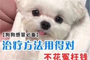 小哈的不良习性（揭秘宠物中的“淘气鬼”，如何改变不良习惯）