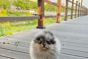 探寻Pom是什么狗的奥秘（解析Pom犬品种特征与历史渊源）