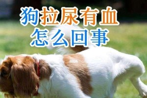 如何有效预防和治疗狗狗感染拉血？（选择适合的药物是关键！）