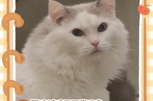 让你的猫咪舒服吐毛球的4个方法（猫咪吐毛球的秘诀）