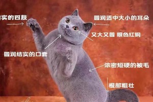 为什么英短小猫的毛长？（探究英短小猫毛长的原因）