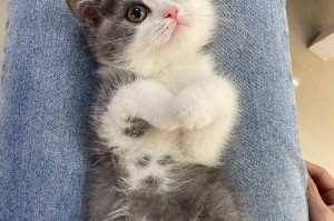 探索英短蓝猫母猫的独特体型特征（了解英短蓝猫母猫体型的关键特点及其影响因素）