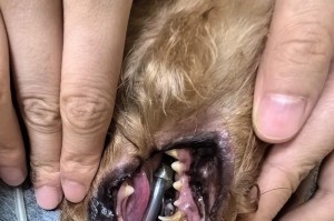 狗狗牙结石的成因及预防方法（了解狗狗牙结石的形成原因，掌握预防牙结石的有效方法）