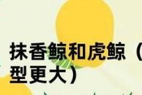 抹香鲸（比虎鲸更大的抹香鲸是否有天敌存在？）