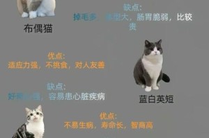 探索常见的18种宠物猫（了解你喜欢的宠物猫品种的特点和细节）