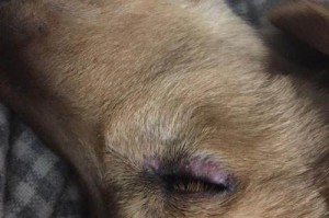 犬瘟病的致命征兆与临终表现（揭秘犬瘟病的可怕真相与治疗关键）