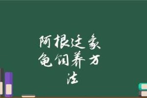 阿根廷象龟饲养全攻略（了解阿根廷象龟的习性和饲养技巧，打造完美的养龟环境）