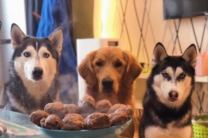 四个月贵宾犬的饮食需求（了解贵宾犬饮食，让它健康成长）