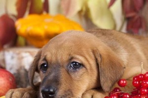 幼犬的健康成长（探索幼犬饮食中的水果营养与禁忌）