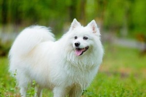 日本尖嘴犬的饲养方法（养宠指南，让你成为优秀的主人）