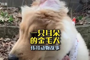 金毛耳朵总有脏东西的原因及清洁方法（了解金毛耳朵的清洁需求，预防耳部问题）