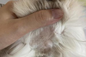 猫咪身上黑点颗粒是什么？（探究猫咪身上的黑点颗粒及其对猫咪健康的影响）