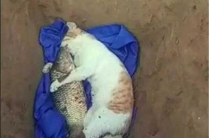 探讨猫咪合适的埋葬地点（为您解答猫咪埋葬的最佳选择）