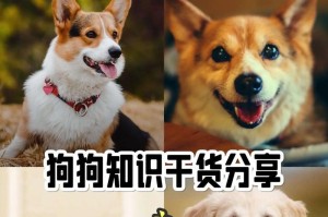 狗狗可以经常洗澡吗？（科学规律与宠物保健）