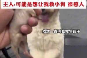 为什么狗妈妈会杀死幼崽？（探索动物本能与环境因素的影响）