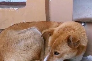 母狗不让怀孕的坏处（控制繁殖对母狗健康的影响）