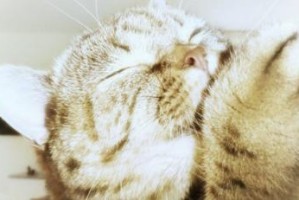 猫为什么没有体臭？（探究猫咪身上的神秘气味）