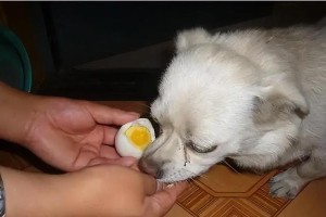 金毛毛色如何保持好看？（揭秘金毛毛色保养秘籍，让你的金毛更加亮丽动人）