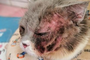 猫咪过敏的原因及应对措施（揭开猫咪过敏的奥秘，保护爱宠的健康）