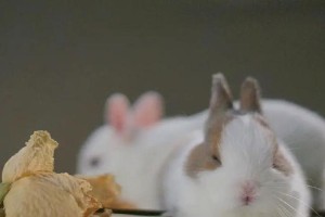 中国兔子品种大观（探索中国丰富多样的兔子品种，了解其特点与养殖价值）