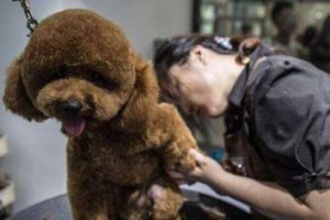 美容对贵宾犬的影响（探究美容对贵宾犬健康和美观的双重影响）