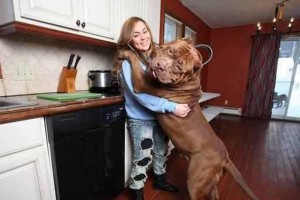 如何为一岁比特犬提供健康的饮食？（了解比特犬的营养需求，为它们选择适当的食物）