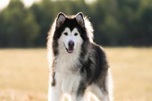 老年阿拉斯加雪橇犬的养护（宠爱老年犬，给它们更好的晚年生活）