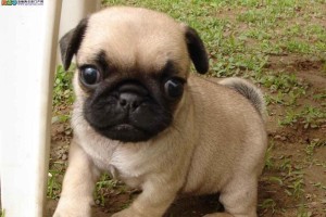 巴哥幼犬价格调查及市场分析（了解巴哥幼犬的市场价格与趋势，选择最合适的宠物伴侣）