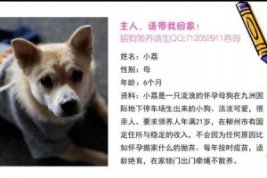 探索领养宠物狗的乐趣（寻找爱与陪伴的新家庭）