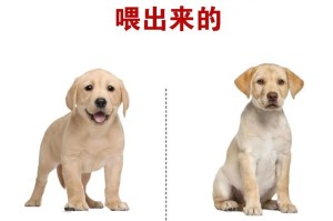 拉布拉多幼犬的哺乳期（了解拉布拉多幼犬的饮食需求及时间表）
