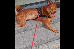 狗狗为何一直掉毛？（探寻狗狗掉毛的原因和解决方法）
