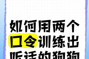 养狗必备的6招训练技巧，让狗狗更加听话（以这6招训练狗狗，轻松提升宠物的服从度和性）
