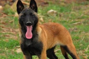 以马犬的亲和力（了解以马犬和其他犬种的相处特点及优势）