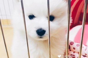 培养幼犬良好行为习惯的方法（以银狐幼犬早期的训练为例，探究宠物训练的要点）