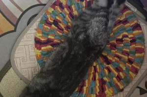 折耳猫发病的原因及预防措施（了解折耳猫的特点与健康问题，帮助它们健康成长）