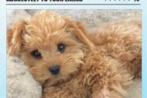 养泰迪犬的月度开销及主要支出（了解泰迪犬的经济负担，为它提供良好的生活）
