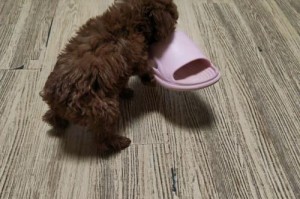 探究成年泰迪3斤是什么体（揭秘泰迪狗体型的奥秘，了解泰迪狗的成长发育规律）