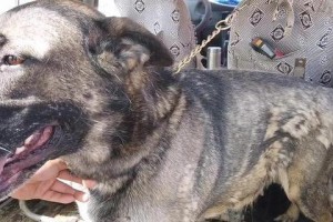 昆明犬的眼睛睁开需要多长时间？（昆明犬眼睛睁开的过程与注意事项）