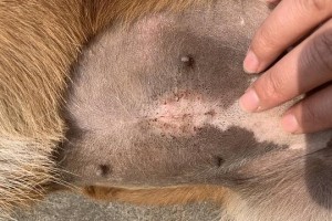 狗狗缝针多久拆线的最佳时机（狗狗的伤口愈合需要多长时间？如何判断拆线的时机？）
