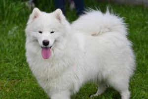 萨摩耶幼犬的正确训练方式（培养良好行为习惯，打造快乐宠物生活）